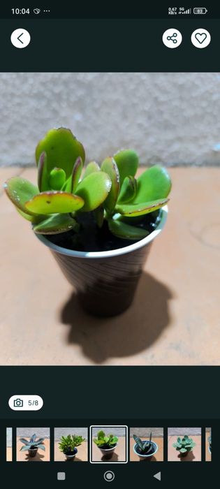 Suculentas promoção 2 por 1 euro