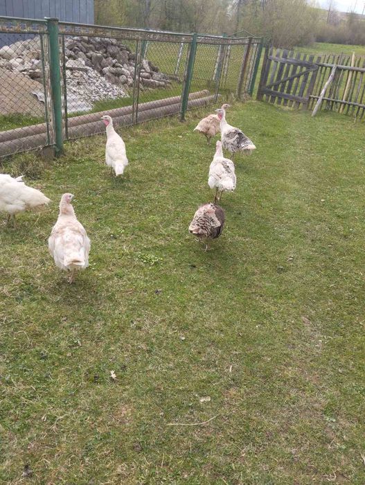 Продам   домашні індики