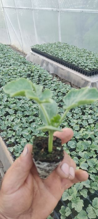 Продам росаду кавуна АУ Продюсер