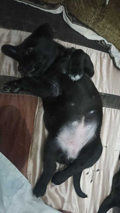 Отдам щенков Запорожье