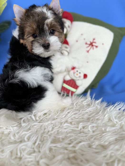 Бівер терʼєр хлопчик КСУ