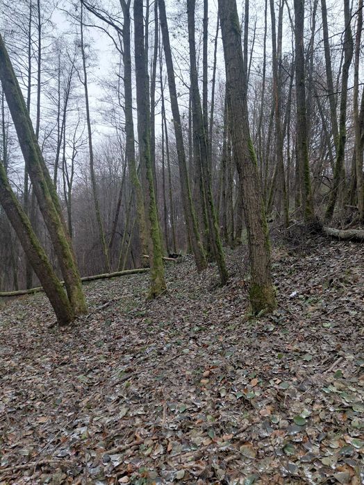 drewno opałowe olsza