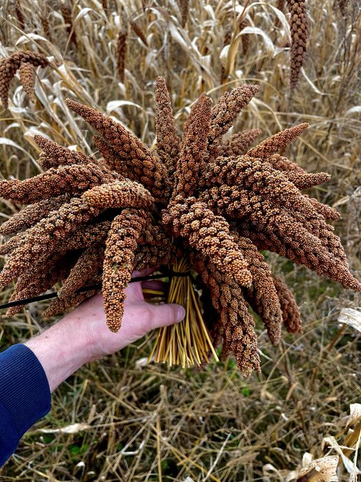 Proso senegalskie 2kg klosy cale zbierane Gołkowice • OLX.pl