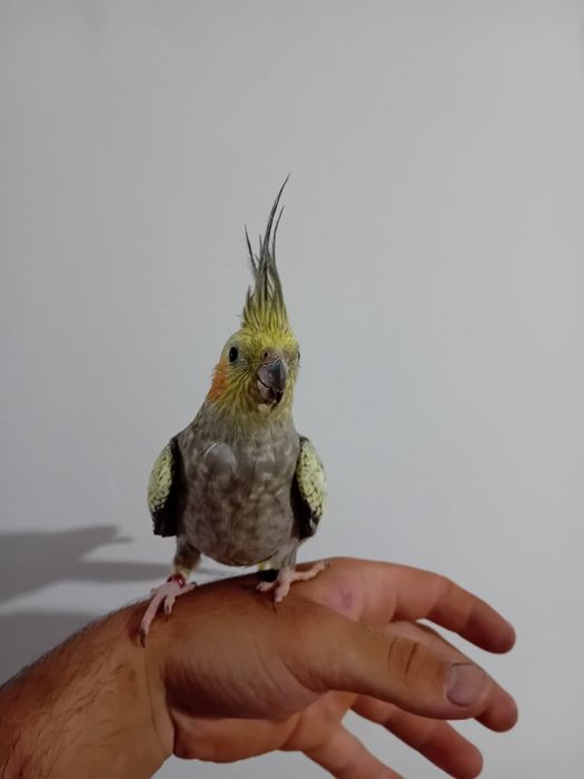 Caturras criadas a mão/domesticadas