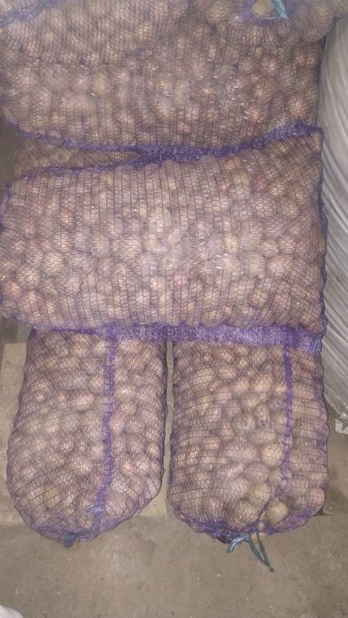 Дрібна картопля на корм