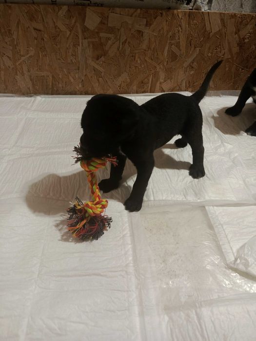 Щенки кане-корсо