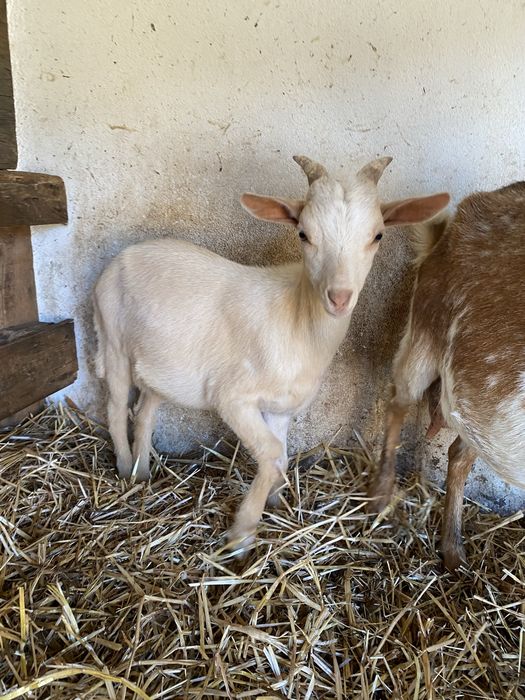 Cabrito raça grande