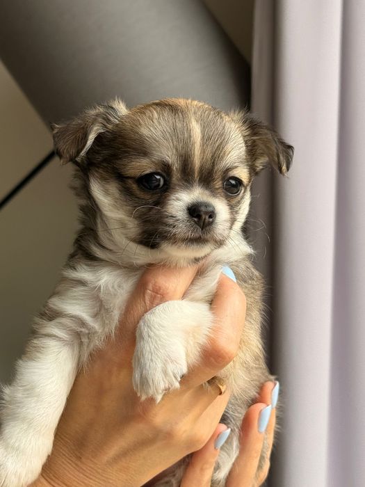 Chihuahua długowłosa suczka FCI/ZKwP – dostępna