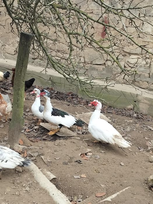 Kaczki piżmowe francuskie zamiana