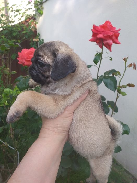 Симпатичні цуценятка