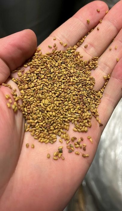 Lucerna nasiona extra jakość i odmiana