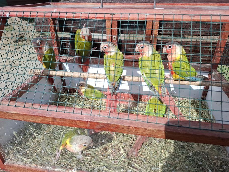 Samce Samice kolorowe