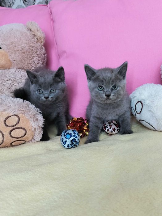 Niebieska kotka Brytyjska