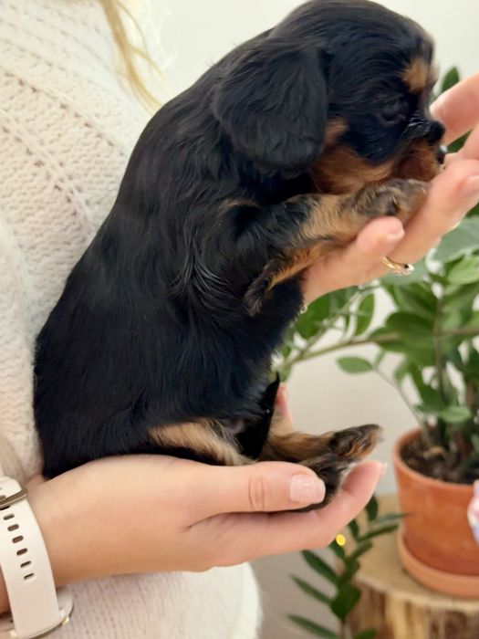 Cavalier king charles  spaniel