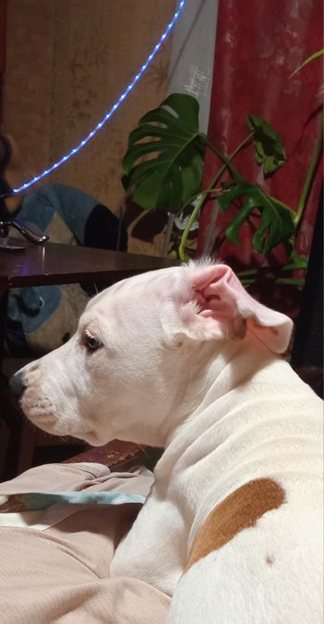 Срочно щенки американского стаффордширского терьера