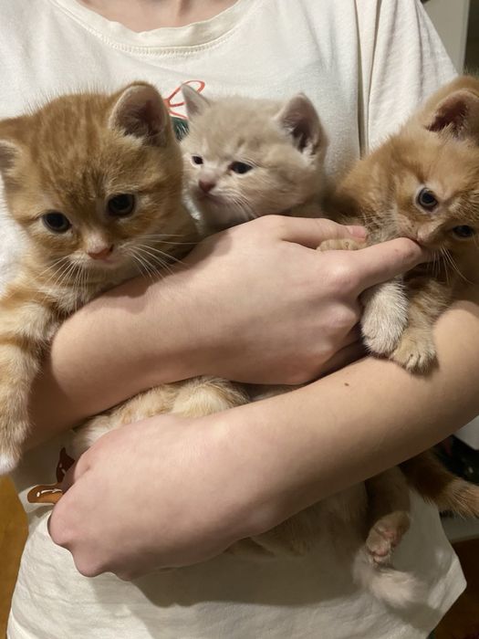 Продаються кошенята бобтейл