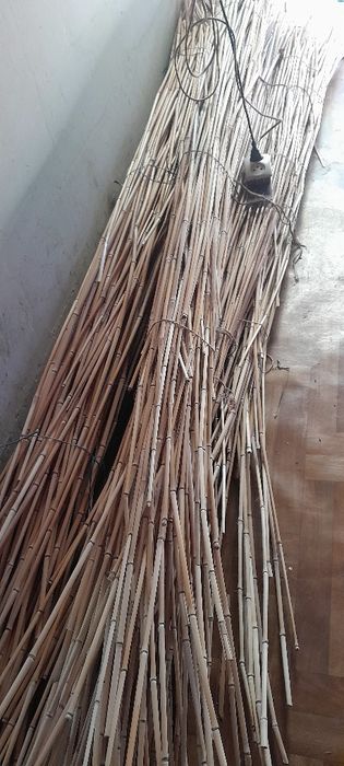 Bambus tyczki duża ilość