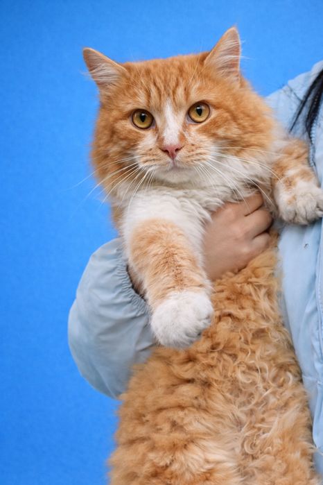 Рыжий пушистый котик 7мес котенок рудий пухнастий кошеня