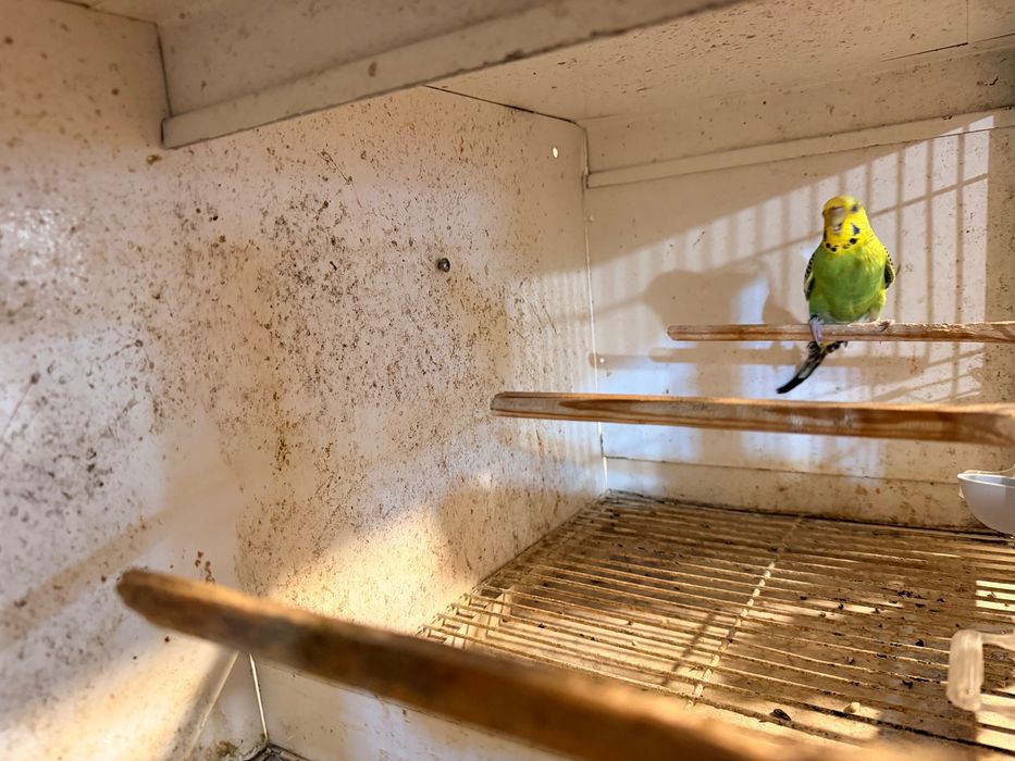 Aves nova de 2926
