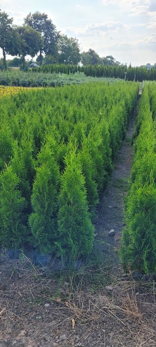 Tuja Smaragd 120 cm tuje laurowiśnia novita 100 thuja szmaragd wrocław