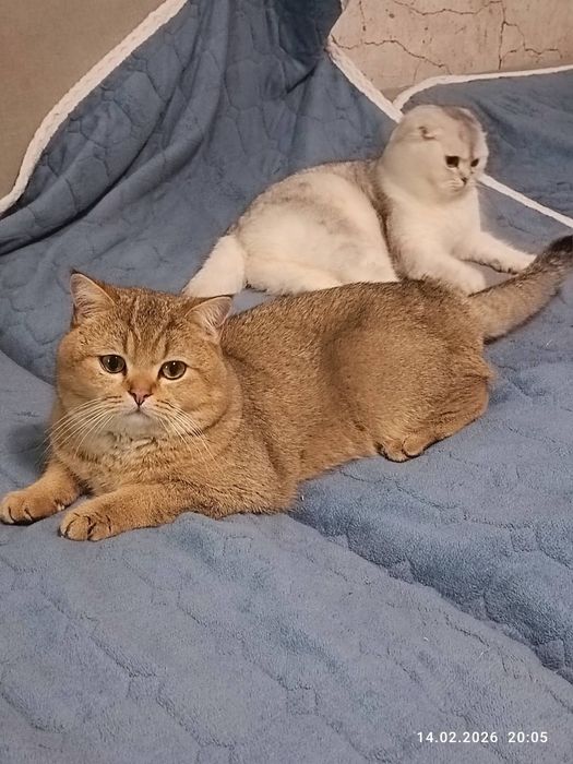 В'язка з Рижим n25 ! 2000