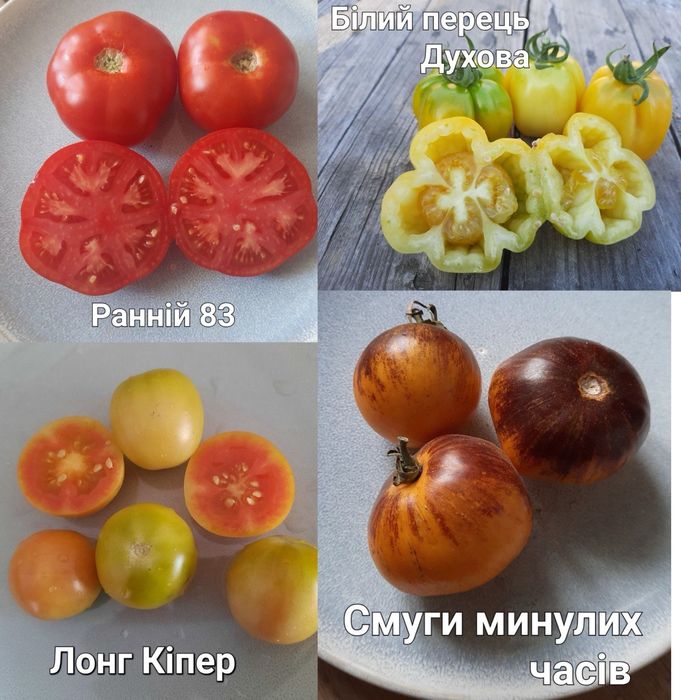 Насіння томатів.Пьенноло Везувіо. Коктейльні томати.