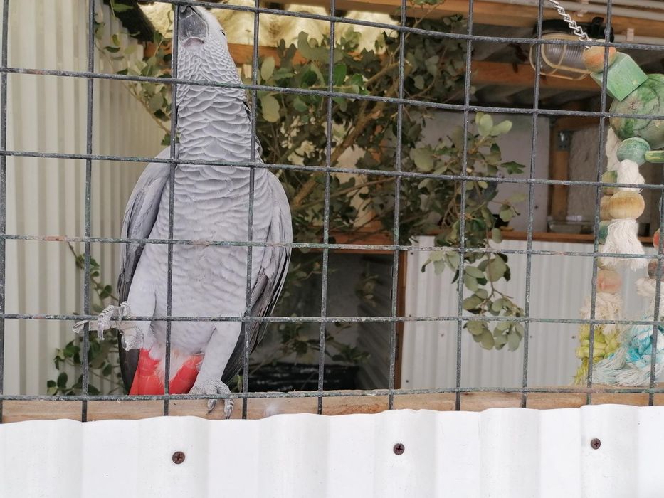 Papagaios para venda