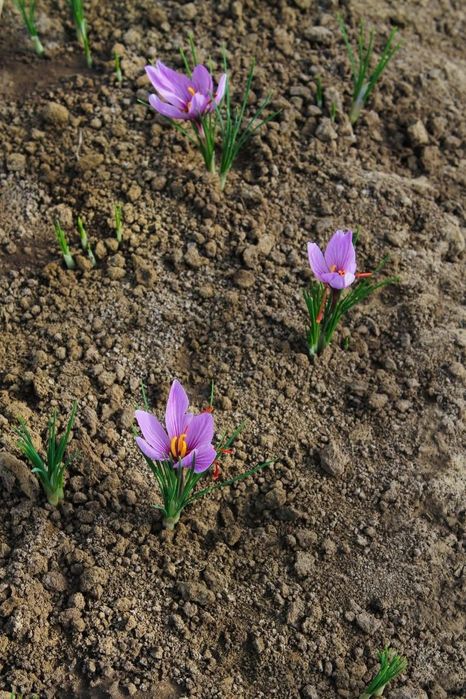 Шафран цибулини (насіння) Crocus Sativus