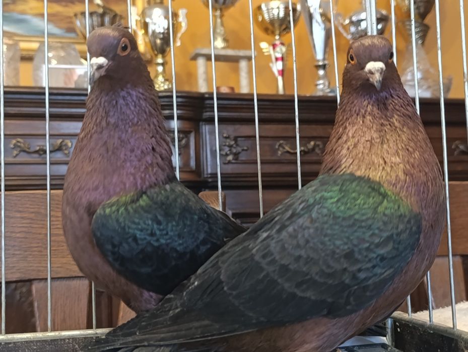 Gil, Gile miedziane, wysyłam, gołębie ozdobne