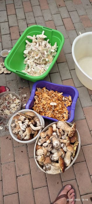 Гриби, Польські,Мариновані.