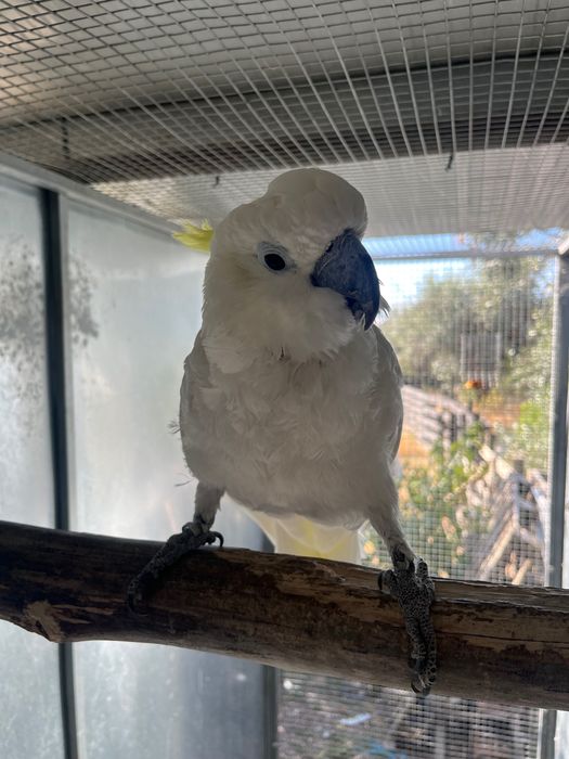 Cacatua galerita eleonora macho adulto manso