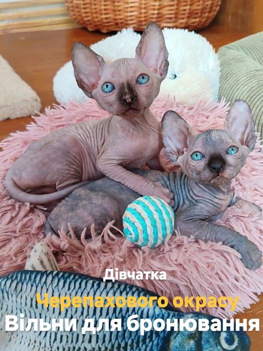 Продам канадський сфінкс топові дівчата.