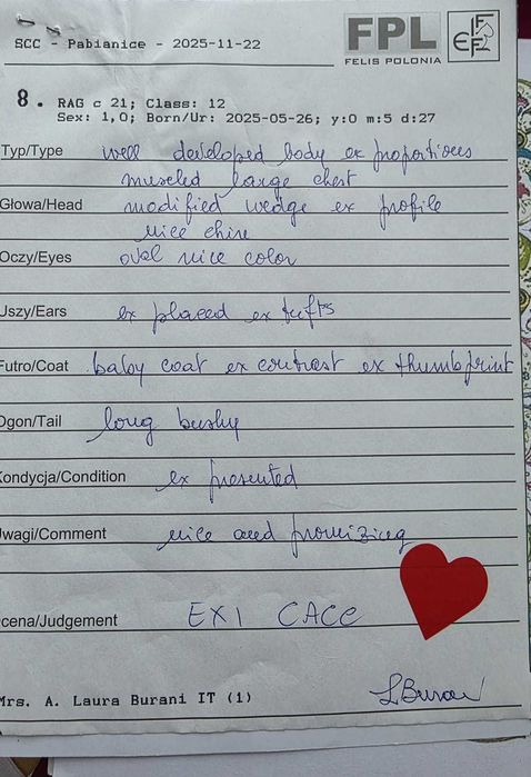 Ragdoll Śląsk FPL/FIFE