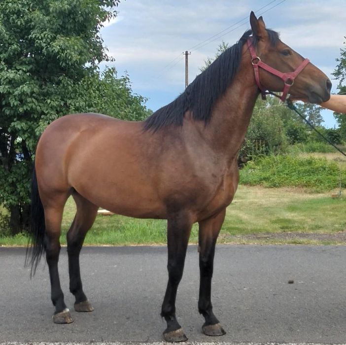 Sprzedam klacz Sp 5 lat