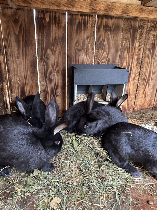 Кролики різних порід