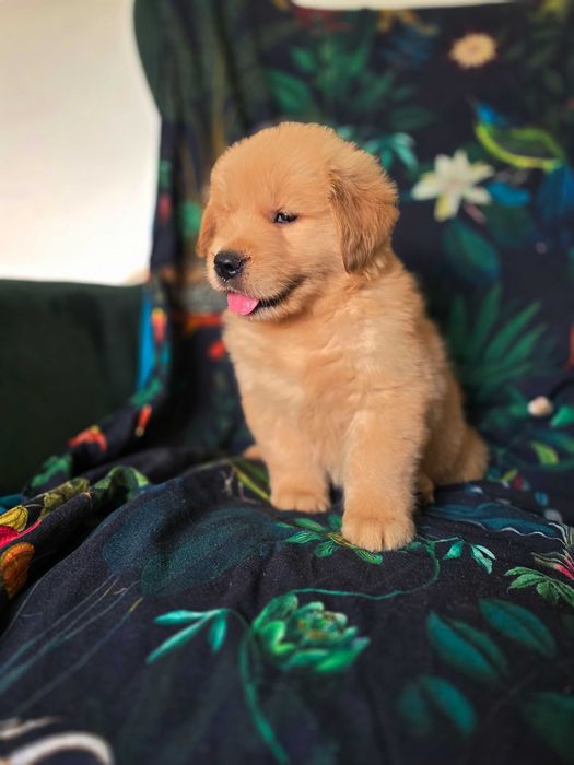 GOLDEN RETRIEVER- złoty szczeniak, ZKwP, piękny w typie