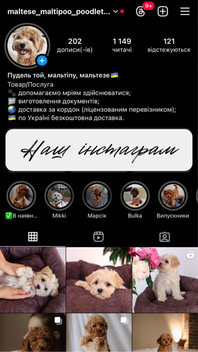 Пуделяшки які здійснять вашу кучеряву мрію