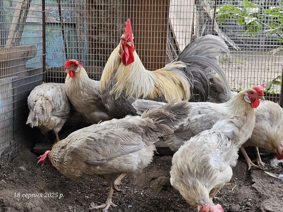 Курчата. Легорн Изабелла 3 мес.