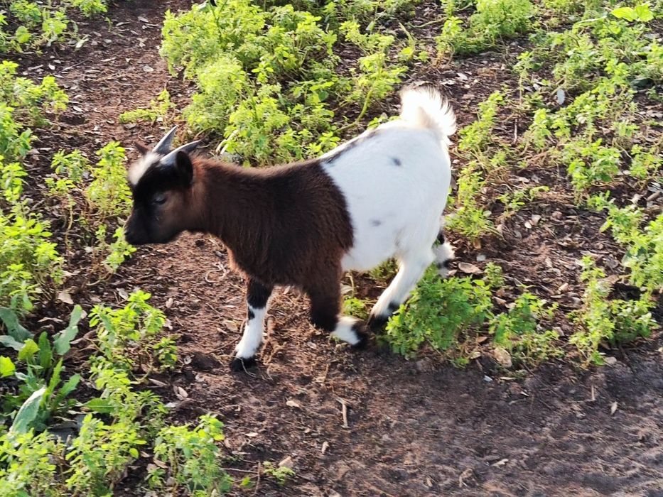 Mini cabrinhas anãs