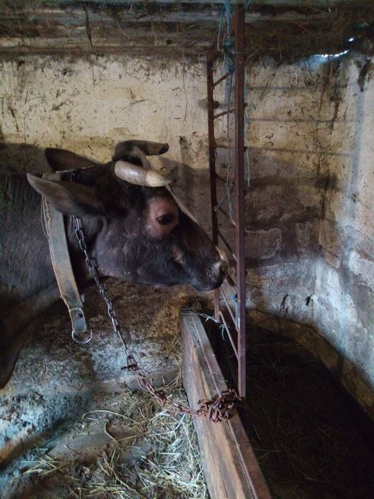 Продаж.    Корів