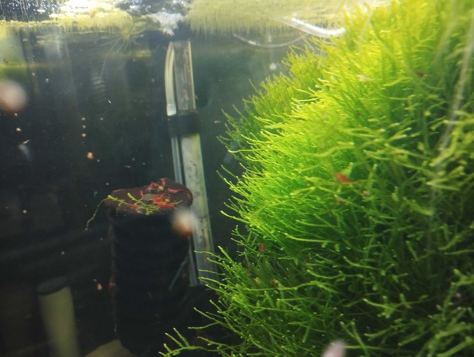 Camarões Red Cherry