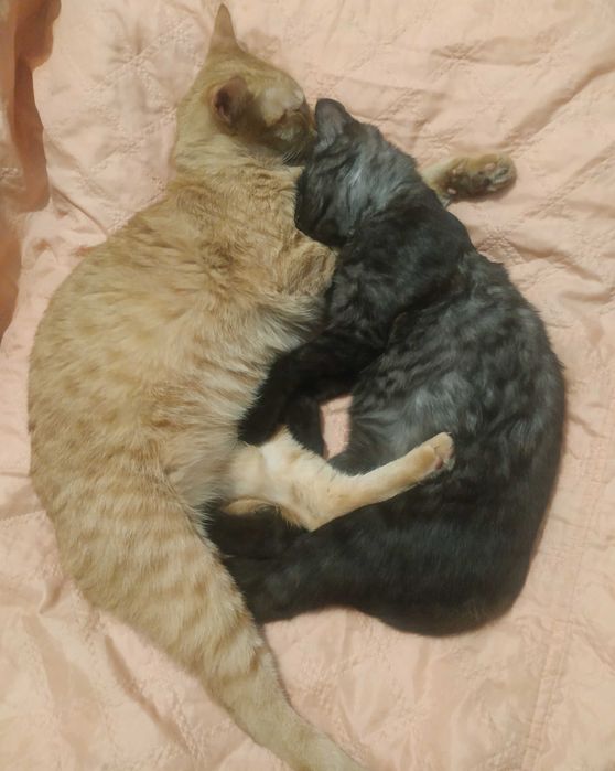 Пропала любимица кошечка