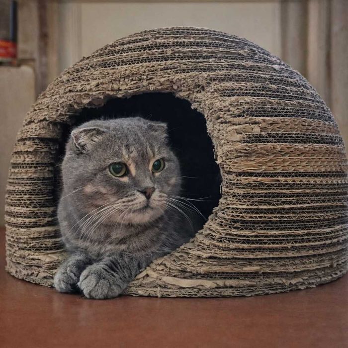 Шотландська висловуха кошечка Димка  тиха, ніжна, дуже гарна дівчинка