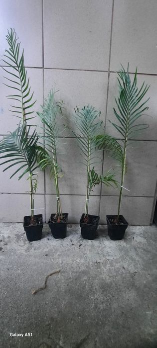 Саженцы  Цикаса  революта