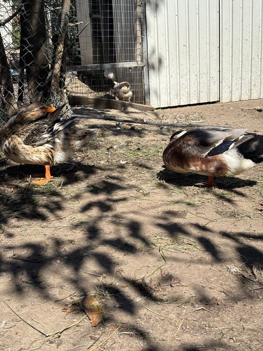 Temos patos rouen e ovos.