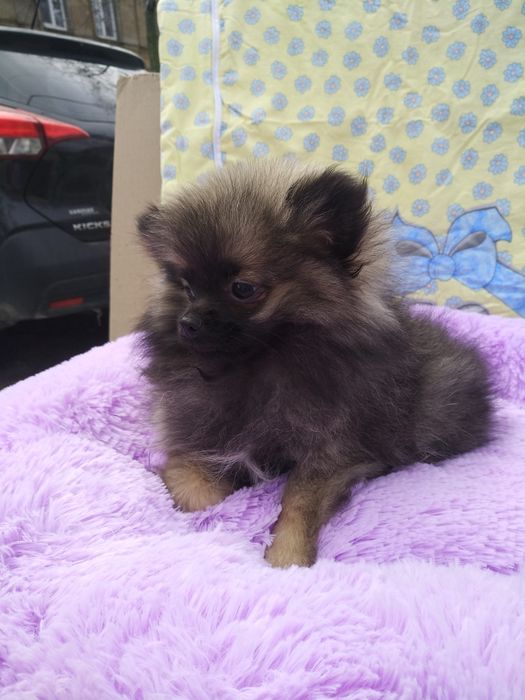 Шпиц девчонка мышка