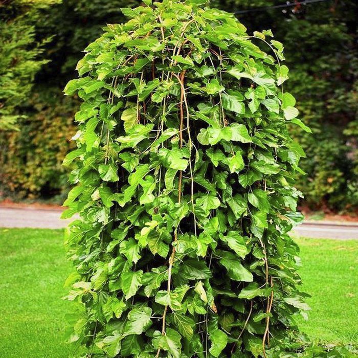 Саджанці плакучої шовковиці Роздріб/ Саженцы плакучей шелковицы ОПТ