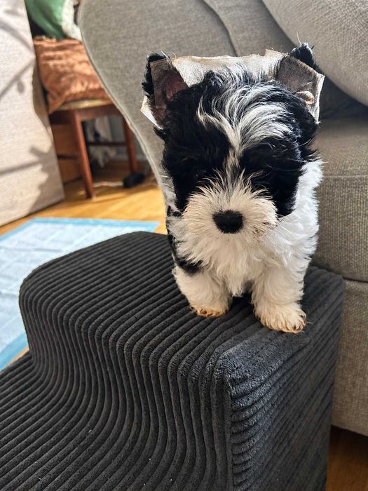 Yorkshire Biewer Terrier