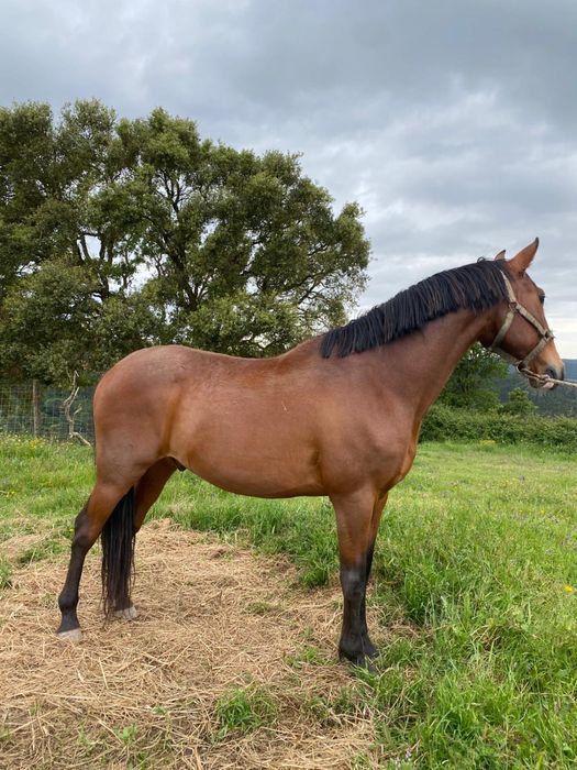 Cavalo lusitano com 9 anos