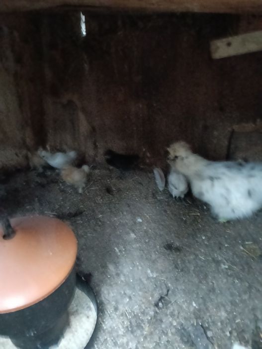 Młode silki. Tegoroczne